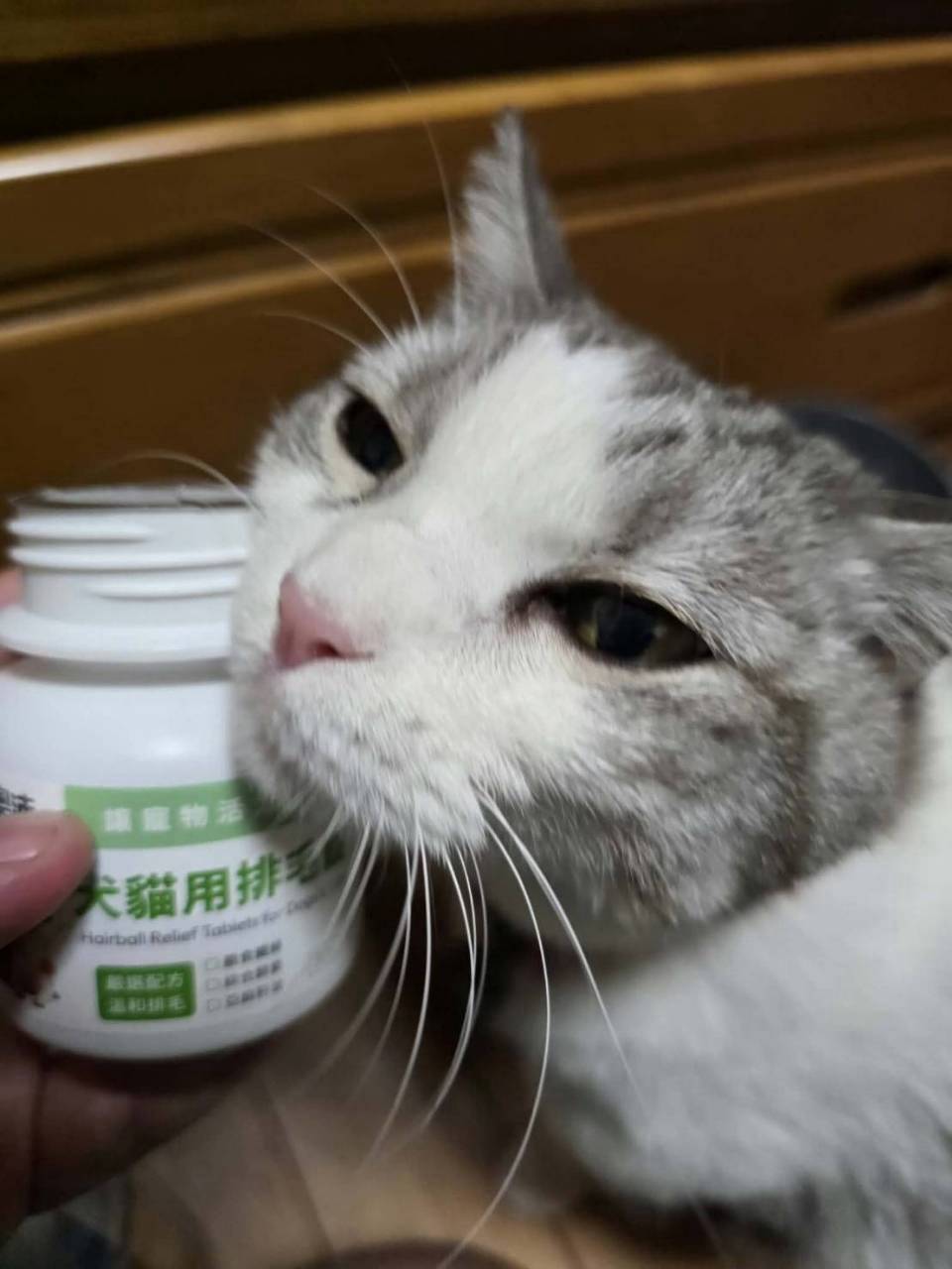 換毛季又來了！我的寶貝的日常排毛照顧｜真心推薦奧沛OurPet排毛錠
